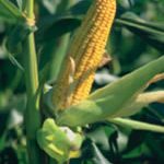 corn