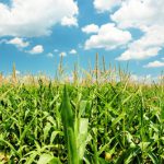 cornfield